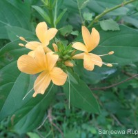 Barleria prionitis L.